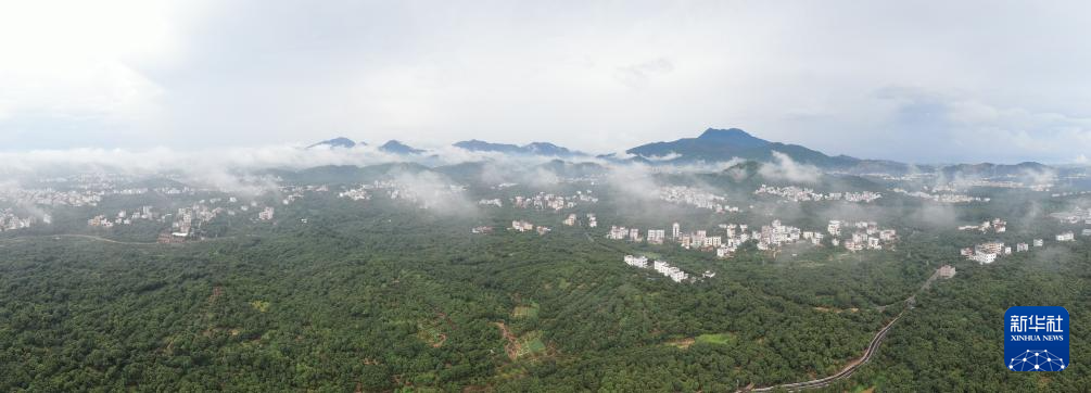 彩神vll购彩大厅48小时“鲜”达 岭南荔枝香飘迪拜(图2)