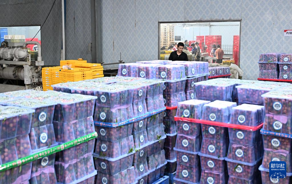 彩神vll购彩大厅48小时“鲜”达 岭南荔枝香飘迪拜(图7)